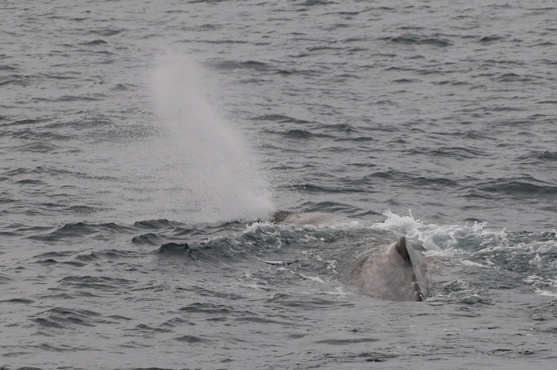 63 Kaskelotti 10.jpg - Kunnes Glenn nousi pintaan reilun puolen tunnin sukelluksen jalkeen
